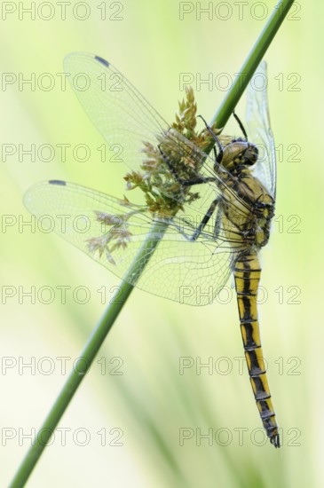 Black-tailed Skimmer (Orthetrum cancellatum), relatively common dragonfly, resting at the edge of a water body on the stem of a rush, fine, detailed, clear photograph, native nature, Lower Rhine, North Rhine-Westphalia, Germany, Western Europe