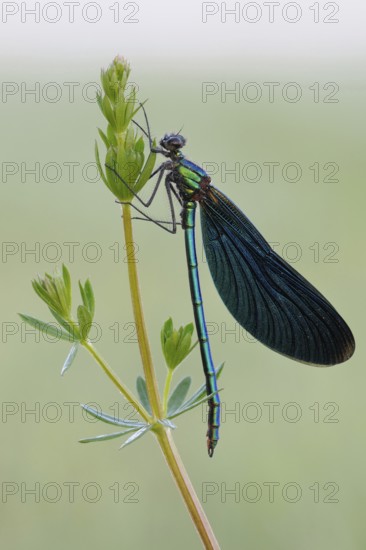 Blue-winged damselfly (Calopteryx virgo), sits in resting position on a delicate plant, inconspicuous beauty, during the day, in hard light, the males appear almost black from normal observation distance, on closer inspection green-blue metallic shimmering colouring of the body and the blue shimmering wings interspersed with fine veins, the last three abdomen segments are coloured red on the underside, native nature, North Rhine-Westphalia, Germany, Western Europe