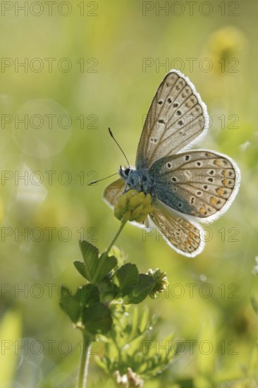 Beautiful to look at... Blue butterfly (Polyommatus icarus), open wings, undersides of wings, in early summer in translucent backlight, typical, particularly beautiful and conspicuous, but highly endangered butterfly species of our meadows, native nature, Meerbusch, Rhine dike, Lower Rhine, Rhineland, North Rhine-Westphalia, Germany, Western Europe