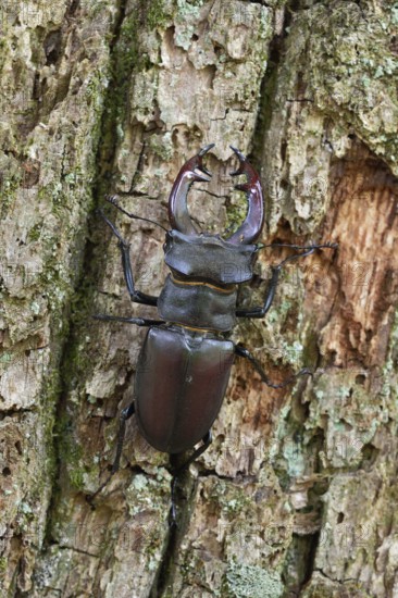 Impressive beetle... Stag beetle (Lucanus cervus), male with large antlers, antler-like enlarged mandibles, mouthparts, climbs up the trunk of an oak tree, one of the largest and most conspicuous beetles native to Europe, highly endangered, detailed close-up, typical view of the insect, native fauna, nature, wildlife, Rhineland, North Rhine-Westphalia, Germany