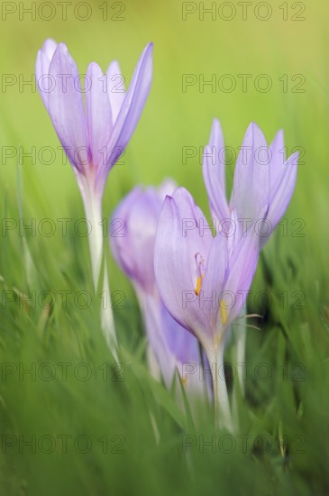 Typical autumn flowers... Autumn crocus (Colchicum autumnale), endangered, protected poisonous plant species, native nature, Meerbusch, Rhineland, Lower Rhine, North Rhine-Westphalia, Germany, Western Europe