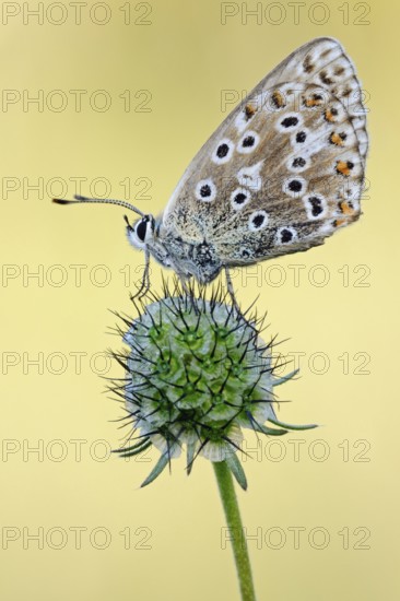Adonis blue (Polyommatus bellargus), very beautiful butterfly, endangered due to habitat loss, detailed close-up, side view, resting on a plant, adapted to dry grassland, calcareous grassland, native nature, Eifel, North Rhine-Westphalia, Germany, Western Europe