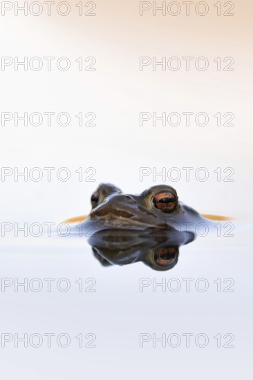 Waiting... Common toad (Bufo bufo) in spawning waters, waiting for a female ready to mate, typical toad eyes, beautiful light, native amphibians, toads, nature, native nature, Meerbusch, Rhineland, Cologne Bay, North Rhine-Westphalia, Germany, Western Europe