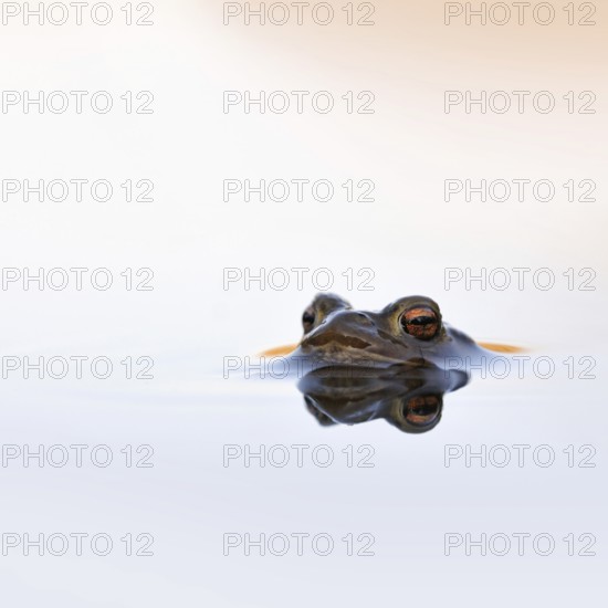 Waiting... Common toad (Bufo bufo) in spawning waters, waiting for a female ready to mate, typical toad eyes, beautiful light, native amphibians, toads, nature, native nature, Meerbusch, Rhineland, Cologne Bay, North Rhine-Westphalia, Germany, Western Europe