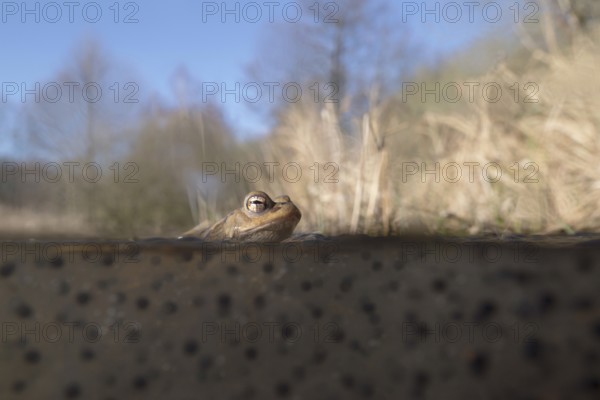 Common toad (Bufo bufo) sitting, resting in the water on frogspawn during spawning season, the natural habitat, habitat of a small pond can be recognised all around, special recording technique, split-screen image, under water, above water, wildlife, native nature, Lower Rhine, Rhine district Neuss, North Rhine-Westphalia, Germany, Western Europe