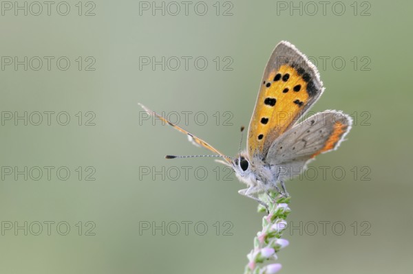 Towards the sun... Small copper (Lycaena phlaeas), butterfly, belongs to the blue butterflies, warms up, shortly in front of take-off, opens its wings, shows underside of wings, native nature, Rhineland, North Rhine-Westphalia, Germany, Western Europe