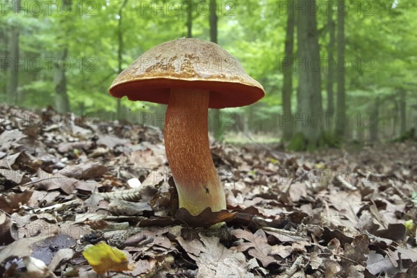 Flake-stemmed witches' bolete (Neoboletus erythropus), edible, tasty mushroom, popular with experienced mushroom pickers, boletes in deciduous forest, Eifel, North Rhine-Westphalia, Germany, Western Europe