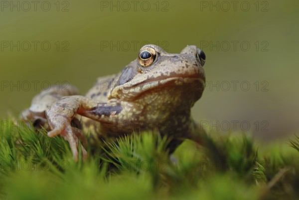 Discouraged... Grass frog (Rana temporaria) during amphibian migration in spring, March, April, native nature, Meerbusch, Rhineland, Lower Rhine, North Rhine-Westphalia, Germany, Western Europe