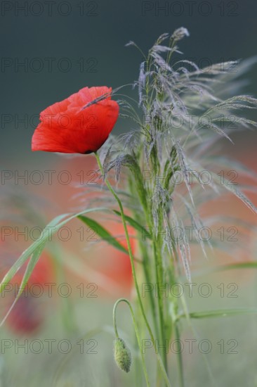 Bouquet of flowers in the field... Corn poppy (Papaver rhoeas), wild flowers, red poppy blooms wildly next to a few grasses in a sustainably organically farmed grain field, beautiful sight in summer, fresh colours, splash of colour, native nature, Meerbusch, Rhineland, Lower Rhine, North Rhine-Westphalia, Germany, Western Europe