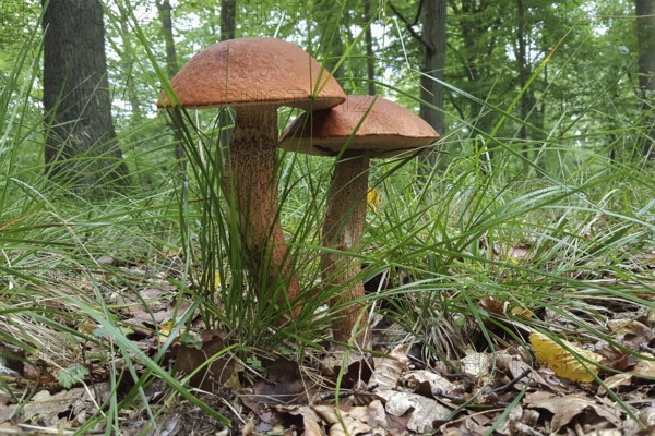 Mushroom season... Deciduous forest red cap Leccinum aurantiacum) in its natural environment, delicious edible mushroom, mushrooms in the late summer forest, photo taken in August, Eifel, North Rhine-Westphalia, Germany, Eifel, North Rhine-Westphalia, Germany