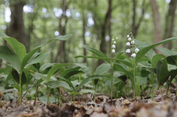 Spring in the forest... wild lily of the valley (Convallaria majalis) blooming, in bloom, wildflowers, spring bloomers, native nature, Meerbusch, Lower Rhine, Rhineland, North Rhine-Westphalia, Germany, Western Europe