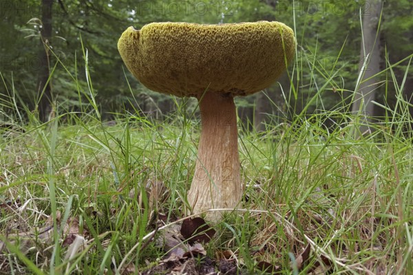 Mushroom, boletus, probably already older chestnut boletus, tasty edible mushroom in the late summer forest, local nature, Eifel, North Rhine-Westphalia, Germany, Western Europe