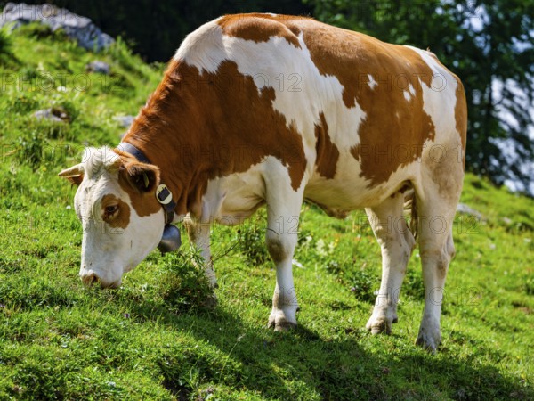 Dairy cow eating grass on the mountain pasture, Jenner, Berchtesgaden National Park, Schönau am Königssee, Berchtesgadener Land, Upper Bavaria, Bavaria, Germany