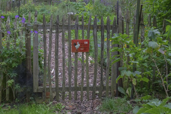 Old wooden gate with warning sign in a green, natural garden, North Rhine-Westphalia, Germany