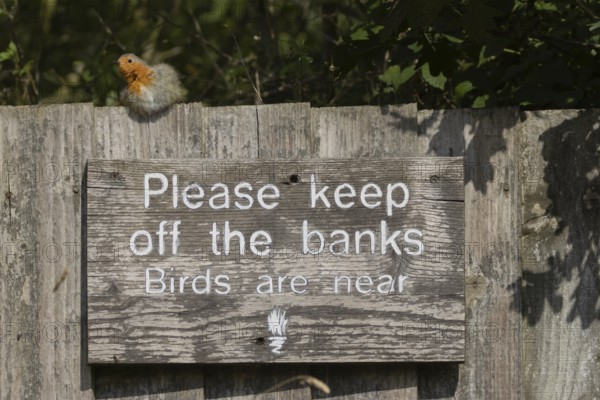 European robin (Erithacus rubecula) adult bird on a sign at a wildlife trust site, Lackford Lakes nature reserve, Suffolk, England, United Kingdom