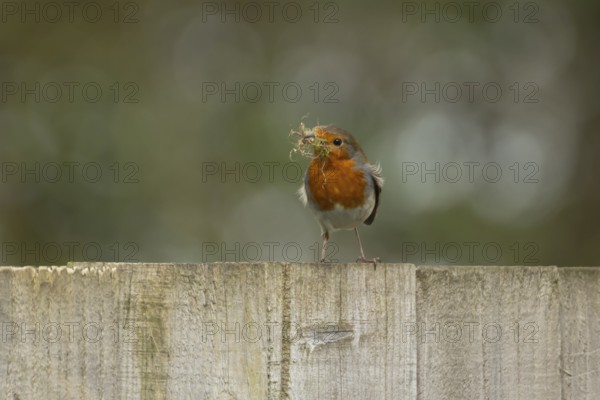 European robin (Erithacus rubecula) adult bird on an urban garden fence with nesting material in its beak in springtime, England, United Kingdom