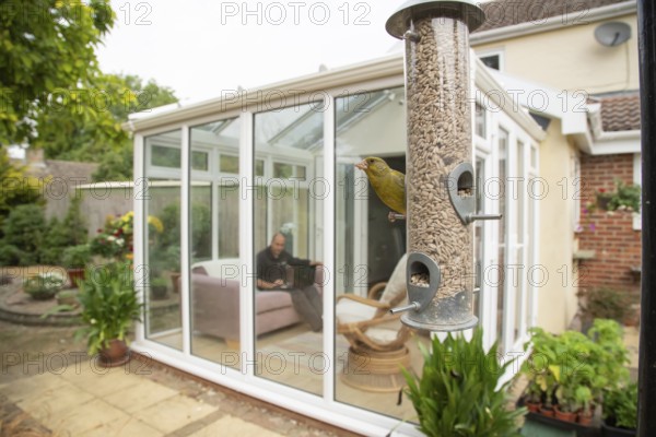 Greenfinch (Chloris chloris) adult bird on a garden bird feeder with a person working on a laptop in a conservatory in the background, England, United Kingdom
