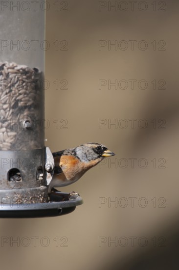 Brambling (Fringilla montifringilla) adult male bird on a garden bird feeder, England, United Kingdom