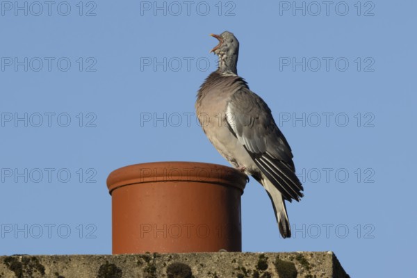 Wood pigeon (Columba palumbus) adult bird yawning on a rooftop chimney pot, England, United Kingdom