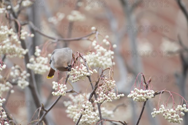 Waxwing (Bombycilla garrulus) adult bird feeding on tree berries, England, United Kingdom
