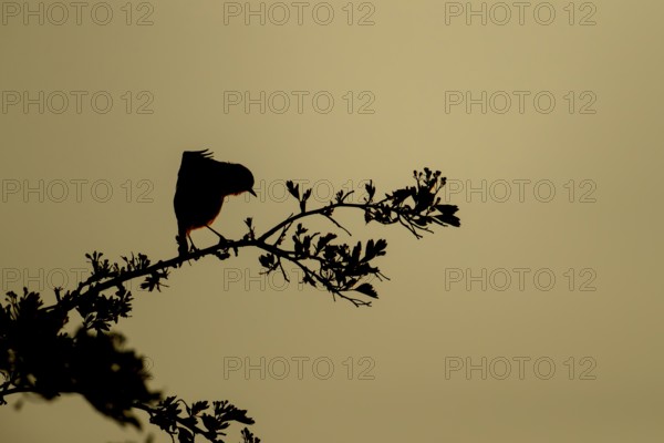 European robin (Erithacus rubecula) silhouette of an adult bird stretching on a tree branch at sunset, England, United Kingdom