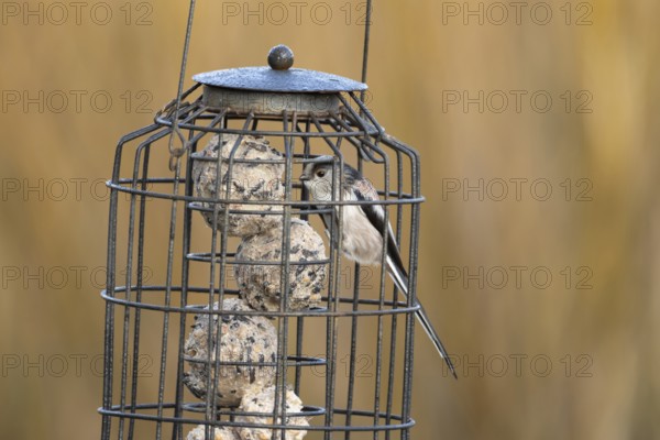 Long tailed tit (Aegithalos caudatus) adult bird on a garden fat ball feeder England, United Kingdom