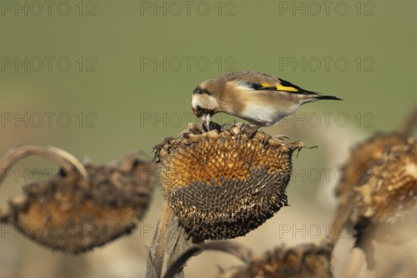 European goldfinch (Carduelis carduelis) adult bird feeding on a Sunflower seedhead, England, United Kingdom
