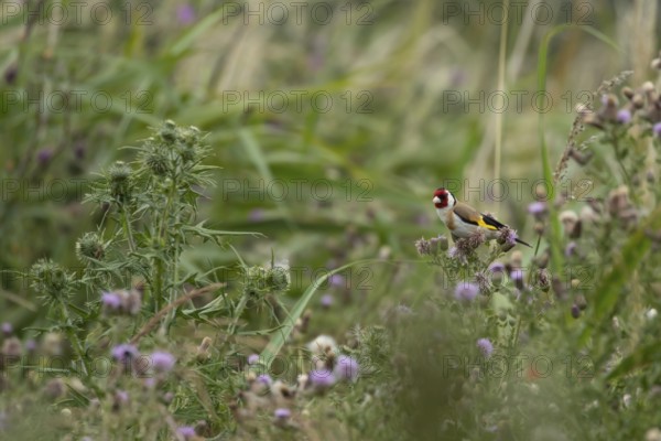 European goldfinch (Carduelis carduelis) adult bird on Creeping thistle (Cirsium arvense) seed heads, England, United Kingdom