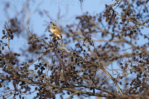 European goldfinch (Carduelis carduelis) adult bird feeding on Alder tree seeds in winter, England, United Kingdom