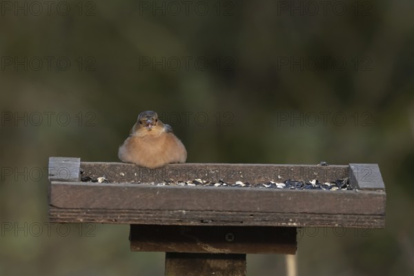 European chaffinch (Fringilla coelebs) adult male bird feeding on sunflower seeds at a bird table, England, United Kingdom