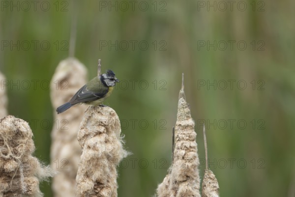 Blue tit (Cyanistes Caeruleus) adult bird on a Bullrush seedhead, England, United Kingdom