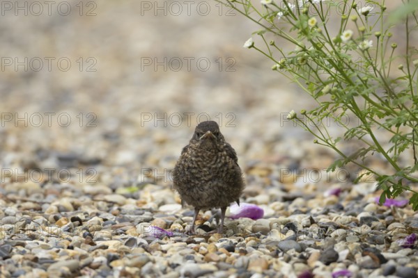 Eurasian blackbird (Turdus merula) juvenile baby bird on a garden shingle path, England, United Kingdom