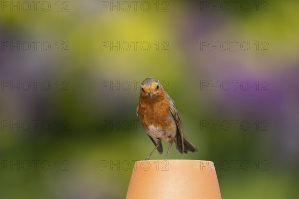 European robin (Erithacus rubecula) adult bird on a garden plant pot, England, United Kingdom