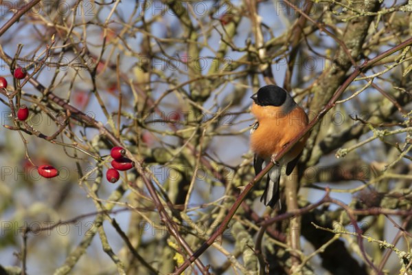 Eurasian bullfinch (Pyrrhula pyrrhula) adult male bird preening in a hedgerow, England, United Kingdom