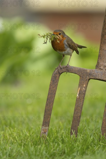 European robin (Erithacus rubecula) adult bird on a garden fork with nesting material in its beak in springtime, England, United Kingdom