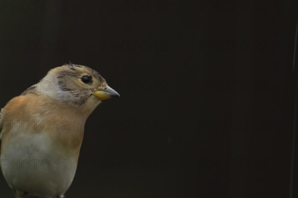 Brambling (Fringilla montifringilla) adult female bird head portrait, England, United Kingdom