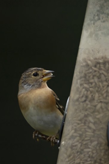 Brambling (Fringilla montifringilla) adult female bird on a bird feeder with sunflwer hearts, England, United Kingdom