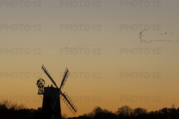 Windmill silhouette at sunset with a red sky and a skein or flock of Pink-footed geese (Anser brachyrhynchus) birds flying above, Cley-next-to-the-sea, Norfolk, England, United Kingdom