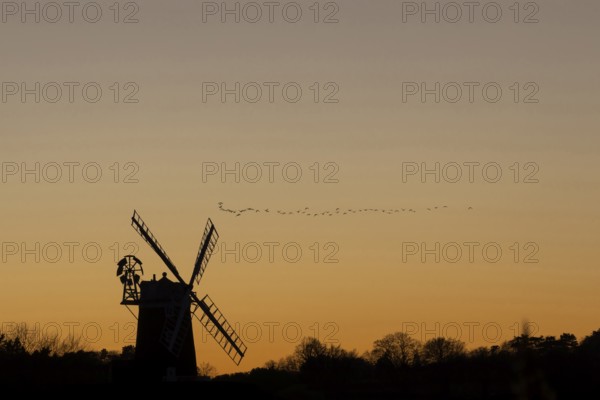 Windmill silhouetted at sunset with a red sky and a skein or flock of Pink-footed geese (Anser brachyrhynchus) birds flying above, Cley-next-to-the-sea, Norfolk, England, United Kingdom