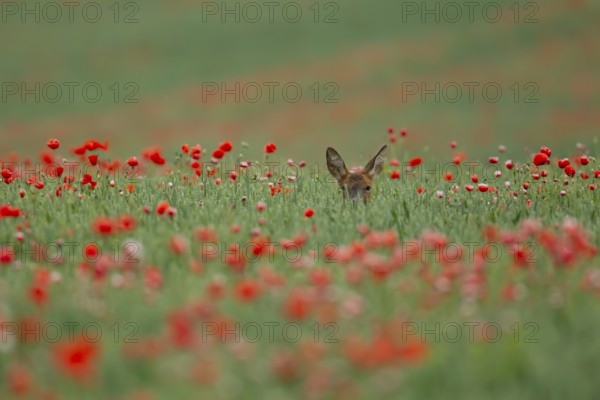Roe deer (Capreolus capreolus) adult female doe animal in a farmland wheat field with red poppy flowers in summer, England, United Kingdom