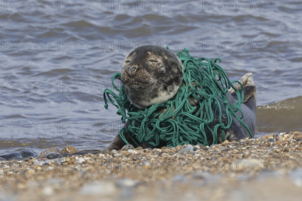 Grey seal (Halichoerus grypus) adult animal with netting wrapped around its body resting on a beach, England, United Kingdom