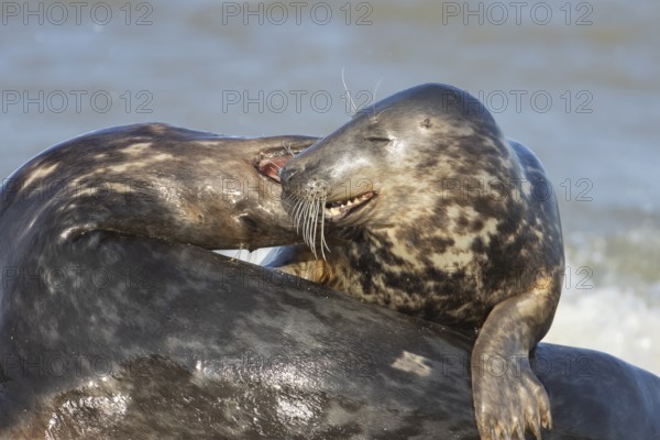Grey seal (Halichoerus grypus) two adult animal seals during their courtship love display on a beach, England, United Kingdom