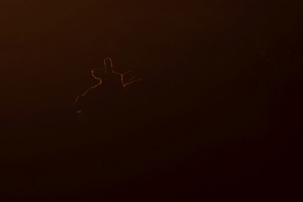 European brown hare (Lepus europaeus) adult animal rim lit from backlighting in a farmland field at sunset, England, United Kingdom