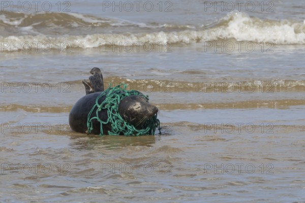 Grey seal (Halichoerus grypus) adult animal with netting wrapped around its body resting in the surf of the sea, England, United Kingdom