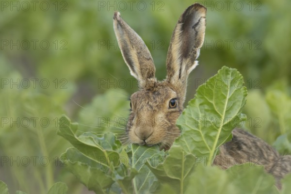 European brown hare (Lepus europaeus) adult animal eating a leaf in a farmland sugar beet crop, England, United Kingdom