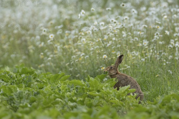 European brown hare (Lepus europaeus) adult animal feeding on the edge of a farmland sugar beet crop with a wildflower margin of Oxeye daisy flowers, England, United Kingdom
