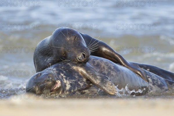 Grey seal (Halichoerus grypus) two adult animals hugging on a beach, England, United Kingdom