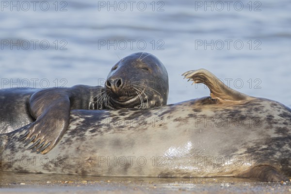 Grey seal (Halichoerus grypus) adult animal hugging another animal on a beach, England, United Kingdom