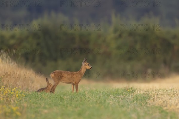 Roe deer (Capreolus capreolus) juvenile baby fawn animal standing on grassland with a Brown hare in the background in summer, England, United Kingdom