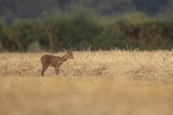 Roe deer (Capreolus capreolus) juvenile baby fawn animal standing in a farmland stubble field in summer, England, United Kingdom